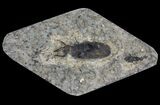 Fossil March Fly (Plecia) - Green River Formation #65125-1
